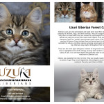 graphic and logo design for Uzuri Siberians