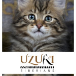 graphic and logo design for Uzuri Siberians